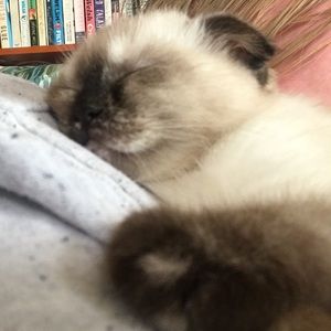 Meet your Posher, Audrey